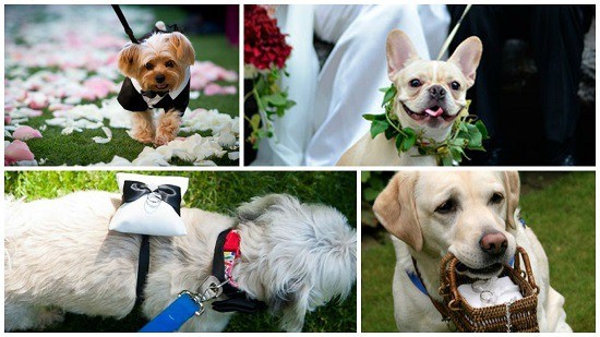 perros en boda