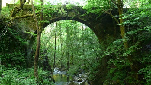Un bosque de Galicia