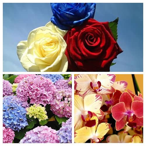 Rosas, orquídeas y hortensias de colores