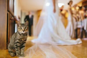 ¿Cómo hacer una boda con tus mascotas?
